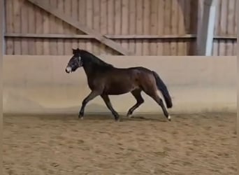 New Forest Pony, Stute, 2 Jahre, Brauner