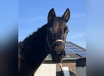 New Forest Pony Mix, Stute, 3 Jahre, 130 cm, Schwarzbrauner