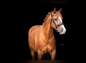 New Forest Pony, Stute, 3 Jahre, 136 cm