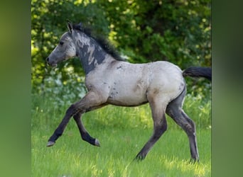 New Forest Pony, Stute, 3 Jahre, 138 cm, Falbe