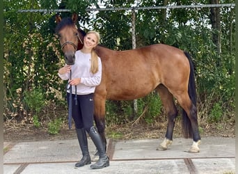 New Forest Pony, Stute, 3 Jahre, 145 cm, Brauner