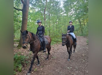 New Forest Pony, Stute, 3 Jahre, 145 cm, Brauner