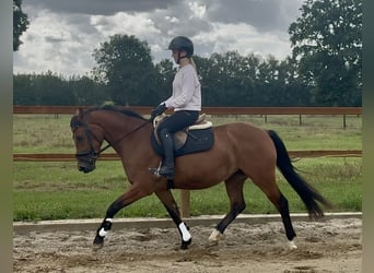 New Forest Pony, Stute, 3 Jahre, 145 cm, Brauner