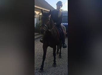 New Forest Pony, Stute, 3 Jahre, 145 cm, Brauner