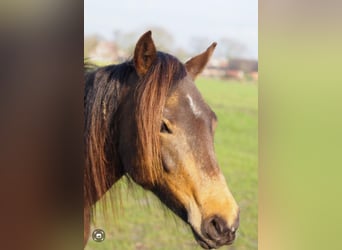 New Forest Pony, Stute, 3 Jahre, 145 cm, Buckskin