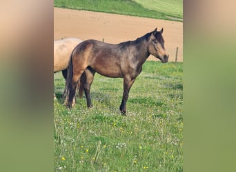 New Forest Pony, Stute, 3 Jahre, 145 cm, Buckskin