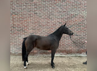 New Forest Pony, Stute, 3 Jahre, 145 cm, Schwarzbrauner