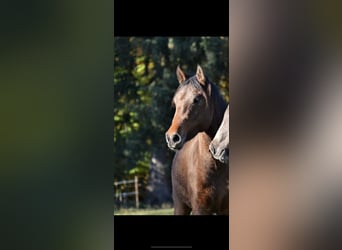 New Forest Pony, Stute, 3 Jahre, 146 cm, Brauner