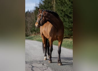 New Forest Pony, Stute, 3 Jahre, 147 cm, Brauner