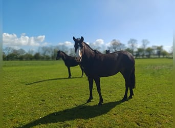 New Forest Pony, Stute, 3 Jahre, 147 cm, Dunkelbrauner