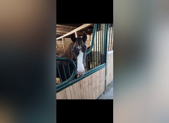 New Forest Pony, Stute, 3 Jahre, 147 cm, Dunkelbrauner