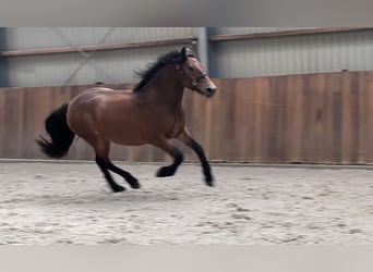 New Forest Pony, Stute, 3 Jahre, 148 cm, Brauner