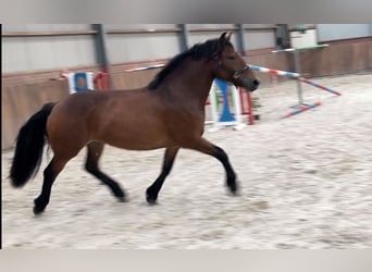 New Forest Pony, Stute, 3 Jahre, 148 cm, Brauner