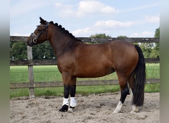 New Forest Pony Mix, Stute, 4 Jahre, 123 cm, Brauner
