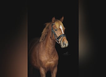 New Forest Pony, Stute, 4 Jahre, 128 cm, Dunkelfuchs