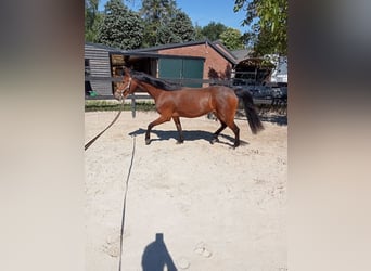 New Forest Pony, Stute, 4 Jahre, 142 cm, Brauner