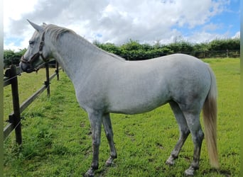 New Forest Pony, Stute, 4 Jahre, 146 cm, Schimmel