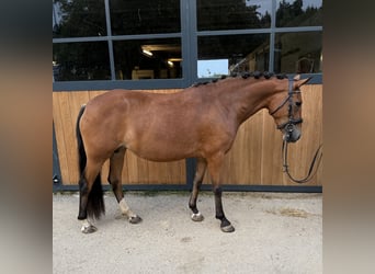 New Forest Pony, Stute, 4 Jahre, 147 cm, Brauner