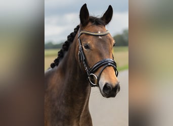 New Forest Pony, Stute, 5 Jahre, 143 cm, Dunkelbrauner