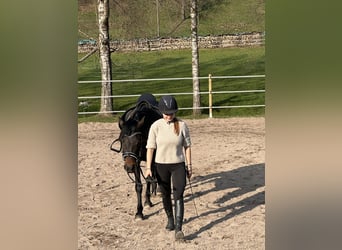 New Forest Pony, Stute, 5 Jahre, 150 cm, Schwarzbrauner