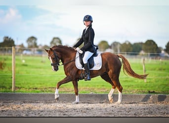 New Forest Pony, Stute, 6 Jahre, 135 cm