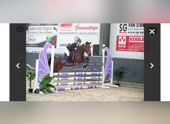 New Forest Pony, Stute, 6 Jahre, 136 cm, Brauner