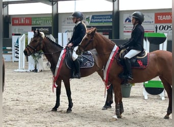 New Forest Pony, Stute, 6 Jahre, 136 cm, Brauner
