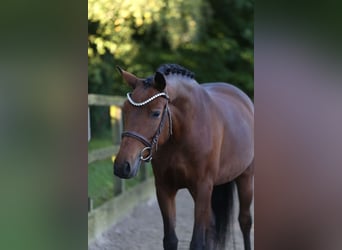 New Forest Pony, Stute, 6 Jahre, 136 cm, Brauner