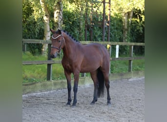 New Forest Pony, Stute, 6 Jahre, 136 cm, Brauner