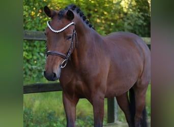 New Forest Pony, Stute, 6 Jahre, 136 cm, Brauner