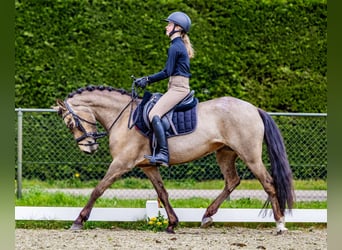 New Forest Pony, Stute, 6 Jahre, 144 cm, Falbe