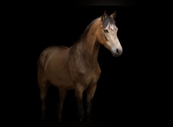 New Forest Pony, Stute, 6 Jahre, 144 cm, Falbe