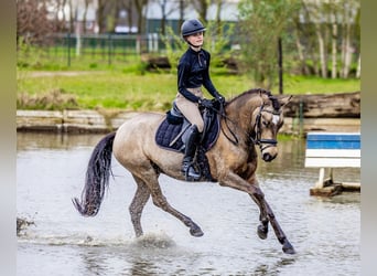 New Forest Pony, Stute, 6 Jahre, 144 cm, Falbe