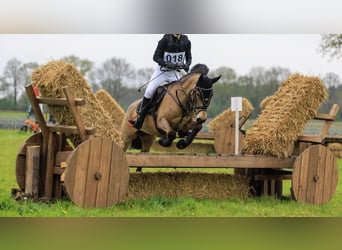 New Forest Pony, Stute, 6 Jahre, 144 cm, Falbe