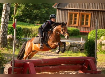 New Forest Pony, Stute, 7 Jahre, 137 cm, Brauner