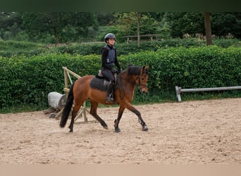 New Forest Pony, Stute, 7 Jahre, 137 cm, Brauner