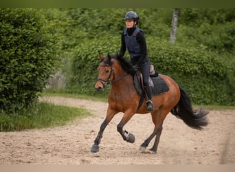 New Forest Pony, Stute, 7 Jahre, 137 cm, Brauner