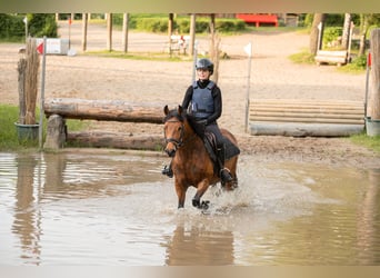 New Forest Pony, Stute, 7 Jahre, 137 cm, Brauner