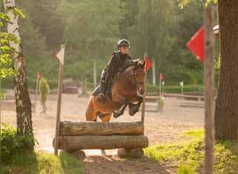 New Forest Pony, Stute, 7 Jahre, 137 cm, Brauner