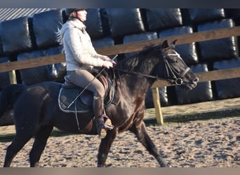 New Forest Pony, Stute, 7 Jahre, 138 cm