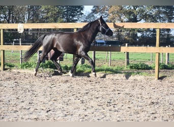 New Forest Pony, Stute, 7 Jahre, 138 cm, Rappe
