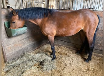 New Forest Pony, Stute, 7 Jahre, 140 cm, Hellbrauner