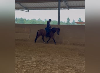 New Forest Pony, Stute, 7 Jahre, 142 cm, Brauner