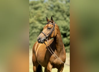 New Forest Pony, Stute, 7 Jahre, 142 cm, Brauner