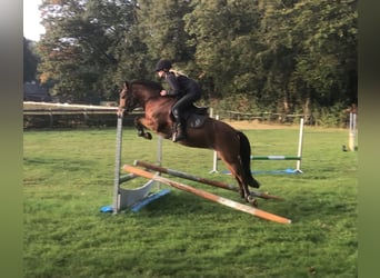 New Forest Pony, Stute, 8 Jahre, 142 cm, Brauner