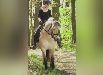 New Forest Pony, Stute, 8 Jahre, 146 cm, Falbe