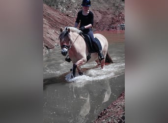 New Forest Pony, Stute, 8 Jahre, 146 cm, Falbe