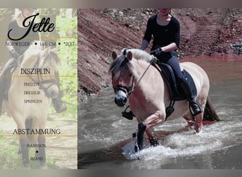 New Forest Pony, Stute, 8 Jahre, 146 cm, Falbe