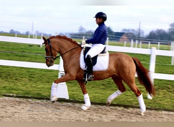 New Forest Pony, Stute, 8 Jahre, 147 cm, Fuchs