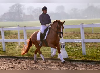 New Forest Pony, Stute, 8 Jahre, 147 cm, Fuchs